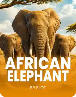 African Elephant